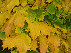Columnar Norway Maple (Acer platanoides 'Columnare') at Millcreek Nursery Ltd