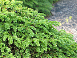 Nest Spruce (Picea abies 'Nidiformis') at Millcreek Nursery Ltd