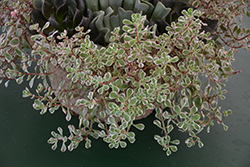 Tricolor Stonecrop (Sedum spurium 'Tricolor') at Millcreek Nursery Ltd