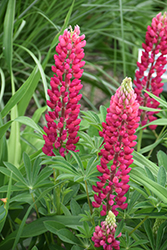Popsicle Red Lupine (Lupinus 'Popsicle Red') at Millcreek Nursery Ltd
