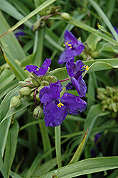Zwanenburg Blue Spiderwort (Tradescantia x andersoniana 'Zwanenburg Blue') at Millcreek Nursery Ltd