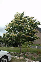 Japanese Tree Lilac (Syringa reticulata) at Millcreek Nursery Ltd