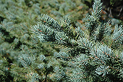 White Spruce (Picea glauca) at Millcreek Nursery Ltd