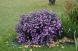 Purple Dome Aster (Symphyotrichum novae-angliae 'Purple Dome') at Millcreek Nursery Ltd