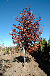 Shooting Star Northern Pin Oak (Quercus ellipsoidalis 'Shooting Star') at Millcreek Nursery Ltd