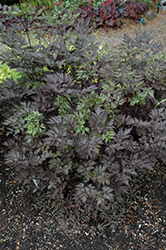 Black Negligee Bugbane (Cimicifuga racemosa 'Black Negligee') at Millcreek Nursery Ltd