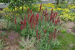 Red Feathers (Echium amoenum) at Millcreek Nursery Ltd
