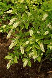 Sugartina Summersweet (Clethra alnifolia 'Crystalina') at Millcreek Nursery Ltd