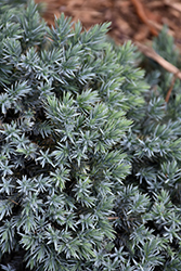 Blue Star Juniper (Juniperus squamata 'Blue Star') at Millcreek Nursery Ltd