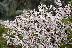 Nanking Cherry (Prunus tomentosa) at Millcreek Nursery Ltd