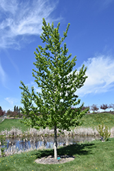 Assiniboine Poplar (Populus 'Assiniboine') at Millcreek Nursery Ltd