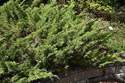 Skandia Juniper (Juniperus sabina 'Skandia') at Millcreek Nursery Ltd
