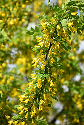 Hedge Caragana (Caragana arborescens) at Millcreek Nursery Ltd
