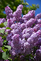 Common Lilac (Syringa vulgaris) at Millcreek Nursery Ltd