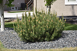 Mugo Pine (Pinus mugo) at Millcreek Nursery Ltd
