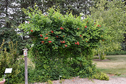 Atomic Red Trumpetvine (Campsis radicans 'Stromboli') at Millcreek Nursery Ltd