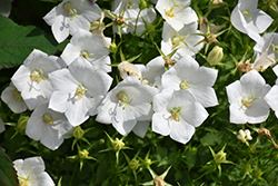 White Clips Bellflower (Campanula carpatica 'White Clips') at Millcreek Nursery Ltd
