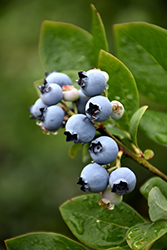 Northblue Blueberry (Vaccinium 'Northblue') at Millcreek Nursery Ltd