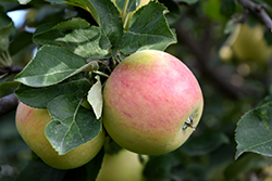 Goodland Apple (Malus 'Goodland') at Millcreek Nursery Ltd