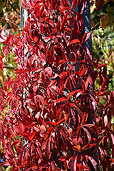 Red Wall Virginia Creeper (Parthenocissus quinquefolia 'Troki') at Millcreek Nursery Ltd