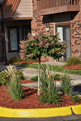 Quick Fire Hydrangea (tree form) (Hydrangea paniculata 'Bulk') at Millcreek Nursery Ltd