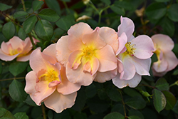 Chinook Rose (Rosa 'VLR001') at Millcreek Nursery Ltd