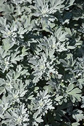 Silver Brocade Artemisia (Artemisia stelleriana 'Silver Brocade') at Millcreek Nursery Ltd