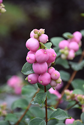 Marleen Pink Snowberry (Symphoricarpos x doorenbosii 'Marleen') at Millcreek Nursery Ltd