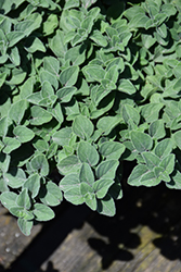 Hot And Spicy Oregano (Origanum 'Hot And Spicy') at Millcreek Nursery Ltd
