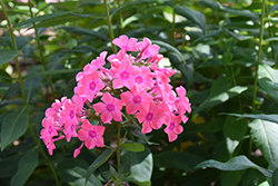 Flame Light Pink Garden Phlox (Phlox paniculata 'Bareleven') at Millcreek Nursery Ltd