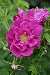 Purple Pavement Rose (Rosa 'Purple Pavement') at Millcreek Nursery Ltd