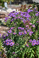 Purple Beauty Aster (Symphyotrichum novae-angliae 'Purple Beauty') at Millcreek Nursery Ltd