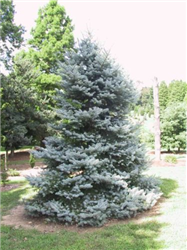 Bakeri Blue Spruce (Picea pungens 'Bakeri') at Millcreek Nursery Ltd